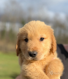 Texas cucciolo Golden retriever americano