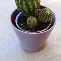 3 piante grasse in vaso 