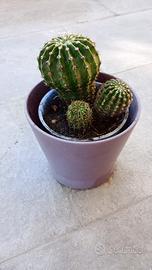 3 piante grasse in vaso 