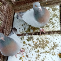 Colombi Allodole Di Coburgo