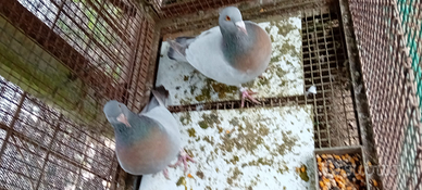 Colombi Allodole Di Coburgo