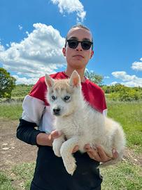 Siberian Husky completi di documenti