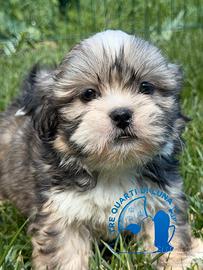 Tre Quarti di Luna Barboncino Maltipoo Lhasa Apso