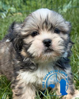 Tre Quarti di Luna Barboncino Maltipoo Lhasa Apso