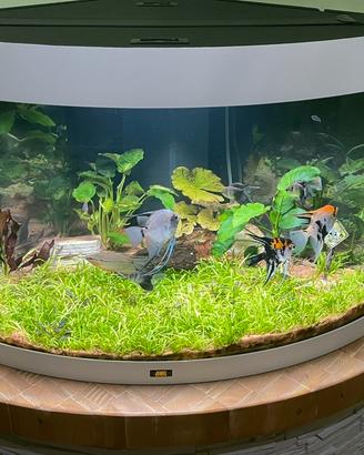 Acquario JUWEL TRIGON 180