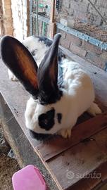 Papillon/pezzato gigante