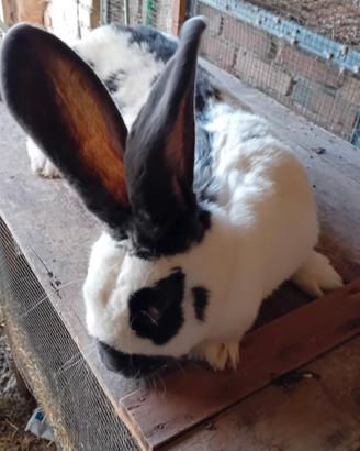 Papillon/pezzato gigante