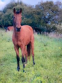 Puledra Sella Italiano - Itte Bella Tulesa