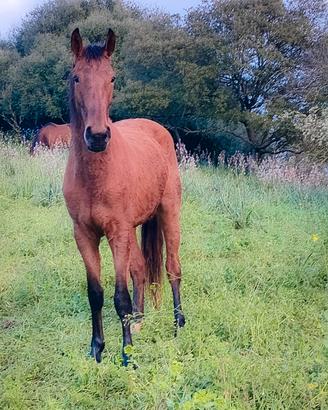 Puledra Sella Italiano - Itte Bella Tulesa