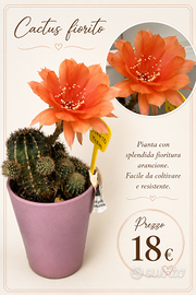 Echinopsis ibrida super accestita