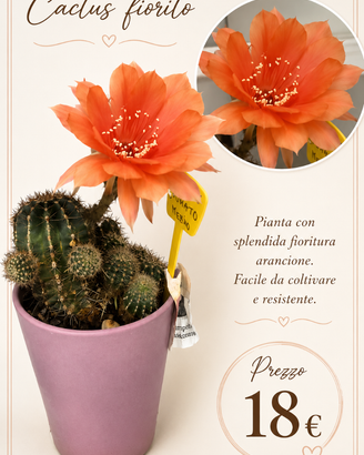 Echinopsis ibrida super accestita