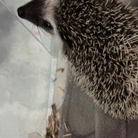 Riccio africano baby dí tre mesi maschio