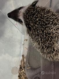 Riccio africano baby dí tre mesi maschio