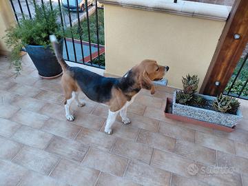 Beagle maschio