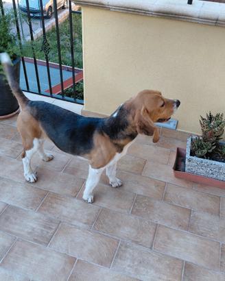 Beagle maschio