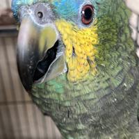 Pappagallo amazzone baby