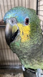 Pappagallo amazzone baby