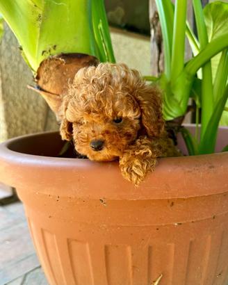 Cuccioli di Barboncino toy rosso