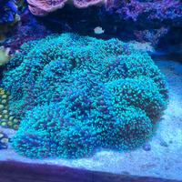 coralli acquario marino 