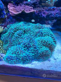 coralli acquario marino 