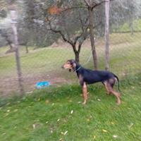 Disponibile segugio italiano maschio