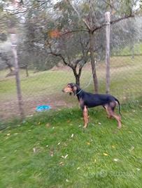 Disponibile segugio italiano maschio