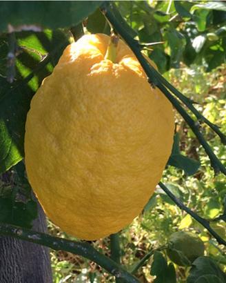 Cedro in vaso