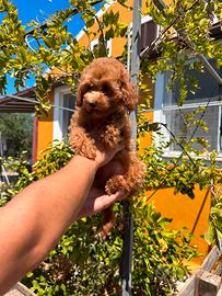 Cuccioli di barboncino red toy e nani