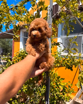 Cuccioli di barboncino red toy e nani
