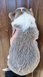 Cuccioli border collie pedigree