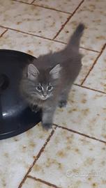 maine coon