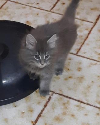 maine coon