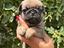 Immagine 4