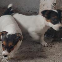 Cuccioli di jack rassel