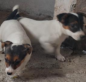 Cuccioli di jack rassel