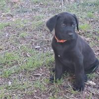 Belissima Femminuccia labrador