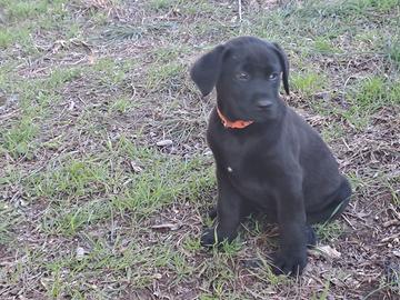 Belissima Femminuccia labrador