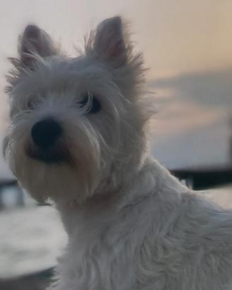 West highland cuccioli