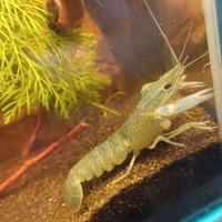 Gamberi blu e acquario