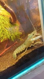 Gamberi blu e acquario