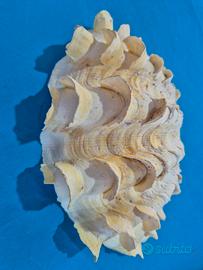 Conchiglia Pregiata