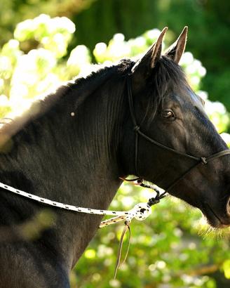 Cavallo murgese 2023 addestrato