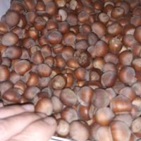 Super bio fatta in casa pianta necelline nocelle a