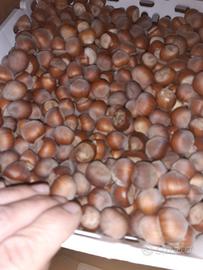 Super bio fatta in casa pianta necelline nocelle a