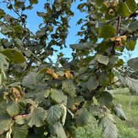 Noccioleto/ nocciole piante
