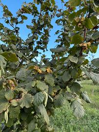 Noccioleto/ nocciole piante