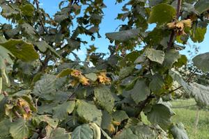 Noccioleto/ nocciole piante