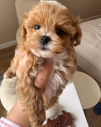 CUCCIOLI di MALTIPOO - MALTIPO ALBICOCCA bicolore