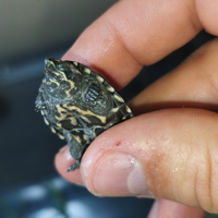 Tartaruga Sternotherus odoratus