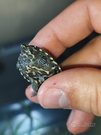 Tartaruga Sternotherus odoratus